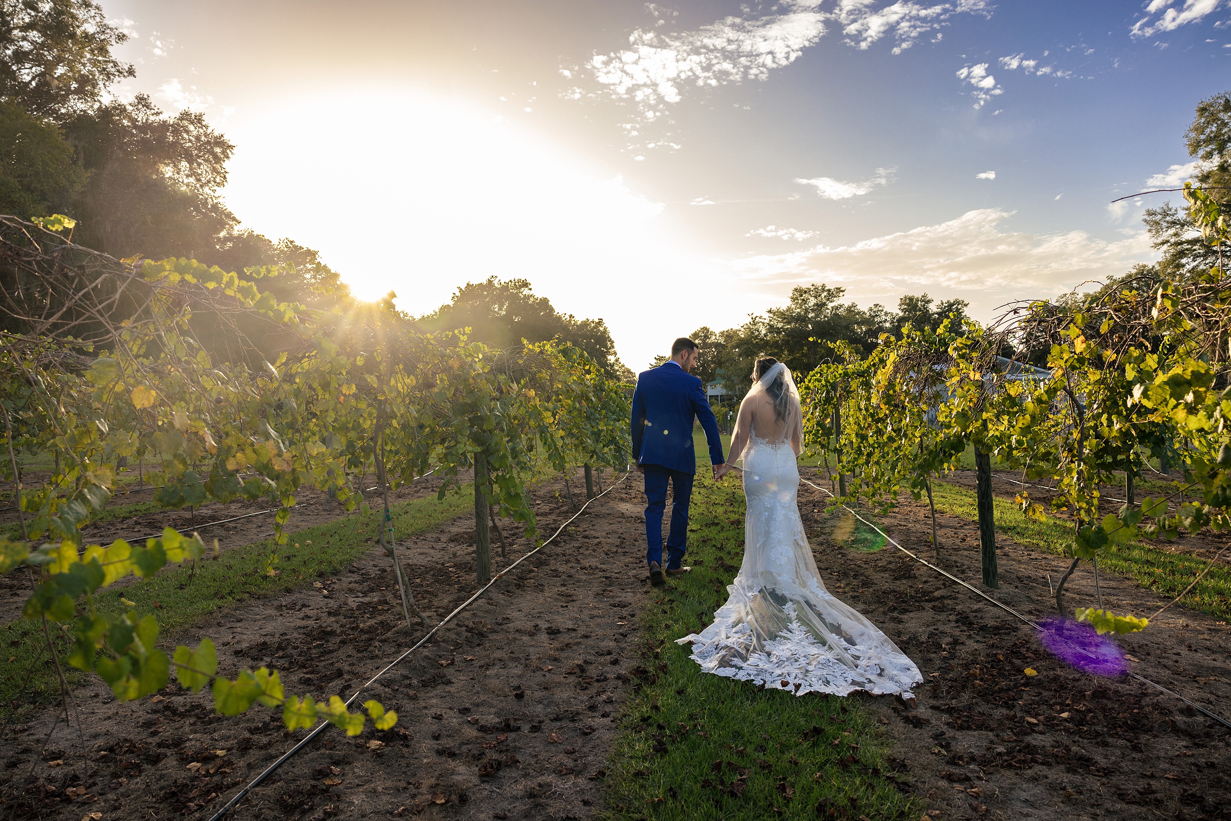 Newlyweds hold hands while walking through a vineyard at sunset