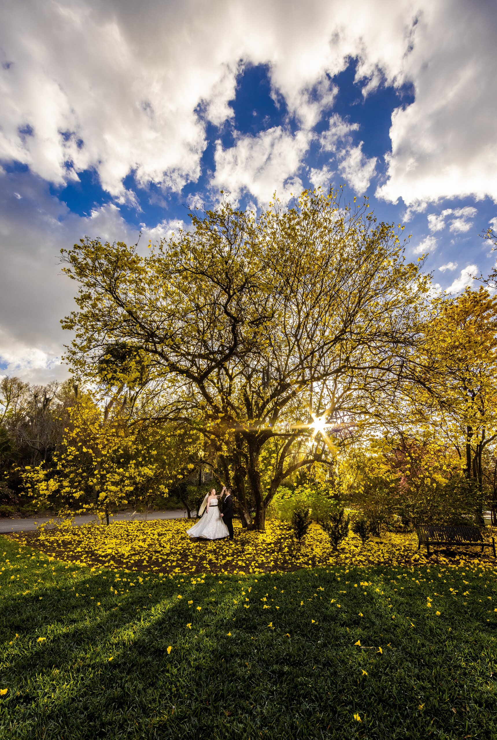 Newlyweds stand under a tree dropping large yellow leaves at sunset during their leu gardens wedding